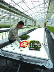 马大嫂喊菜价贵 菜农喊损失惨 钱都被谁赚走了——蔬菜种植的价格之谜