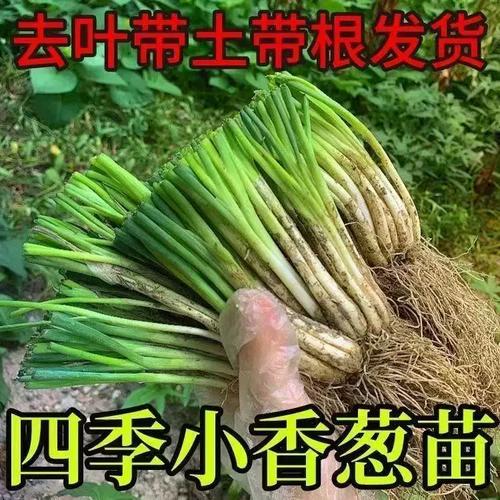 湖南分葱种苗香葱根苗分葱苗带四季根苗盆栽批发农田蔬菜种植小葱