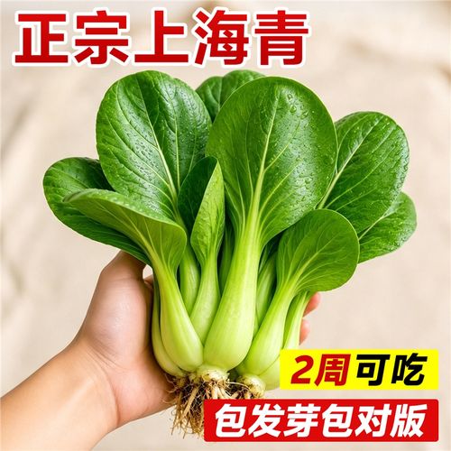 上海青黑叶矮脚苏州青种子四季种植蔬菜黑大头高产油菜籽种小青菜
