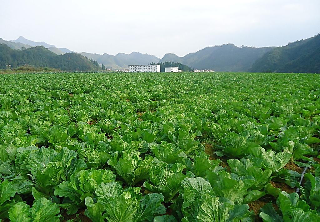 有机蔬菜种植基地实施方案