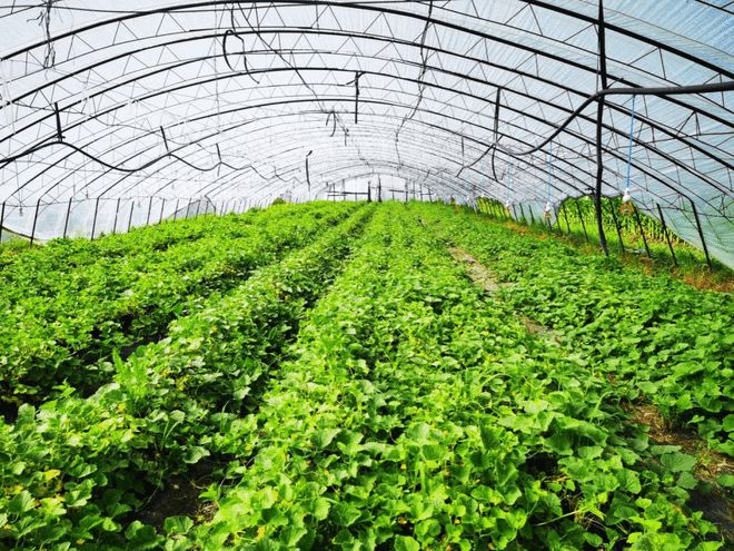 胡庆余堂方格有机种植基地 回归自然，守护纯净蔬菜之源